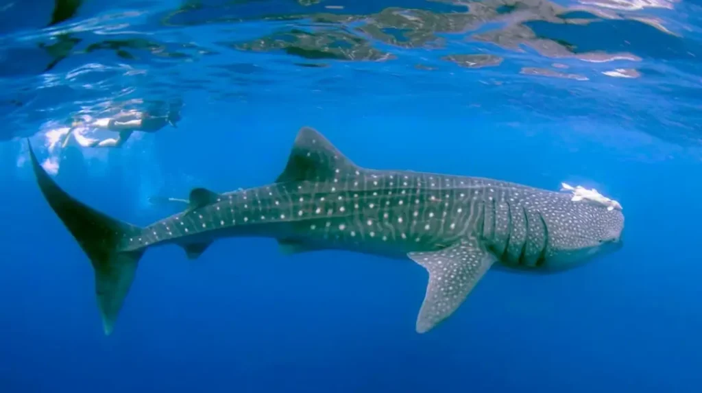 best islands of the philippines _ Oslob whale shark