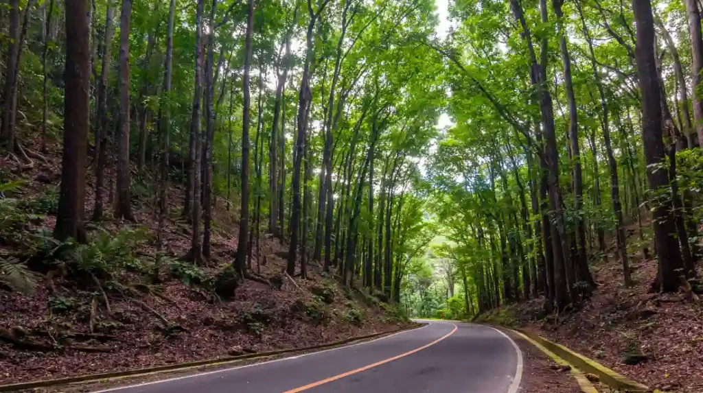 best islands of the philippines _ Man-made forest