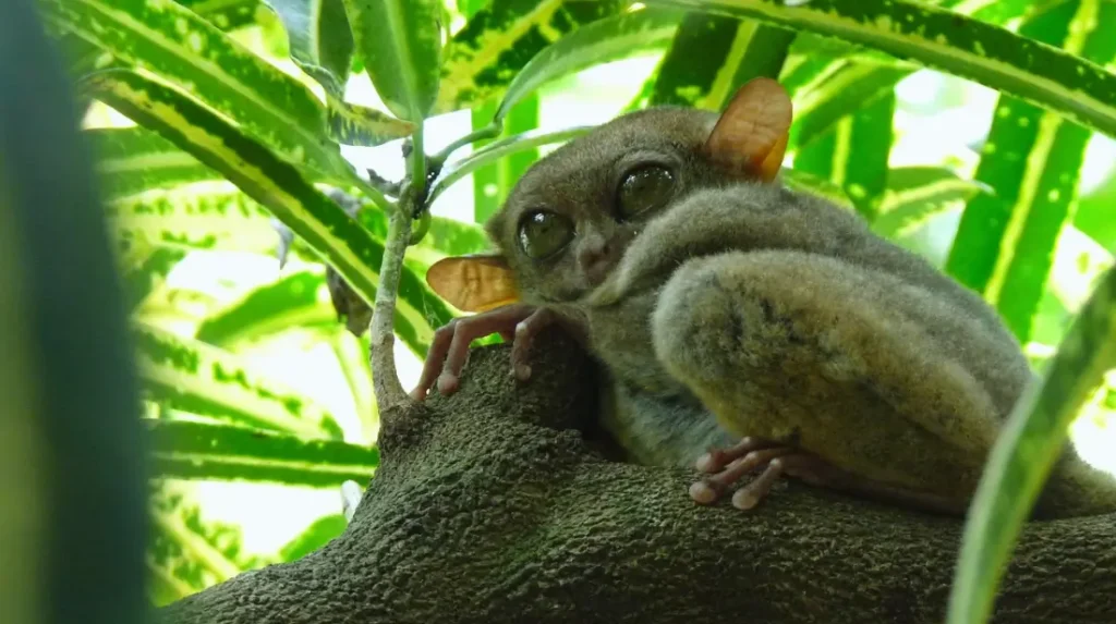 best islands of the philippines _ Bohol Tarsier